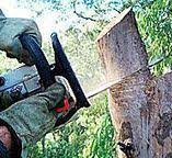 Trusted Pecos, TX Tree Services Experts