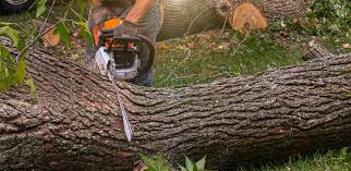 Best Lawn Pest Prevention  in Pecos, TX