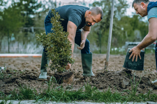 Lawn Pest Prevention in Pecos, TX