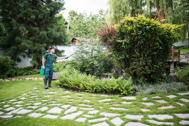 Best Lawn Drainage Solutions  in Pecos, TX