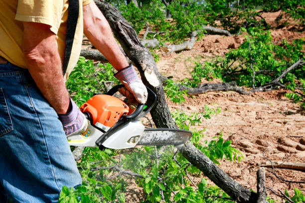 Best Lot and Land Clearing  in Pecos, TX